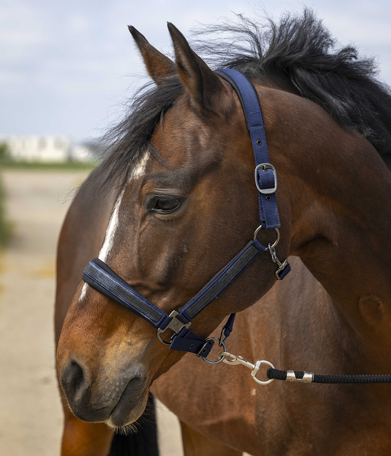 EQUI-THEME Chabraque Rope pour cheval - Bleu marine / Bleu ciel