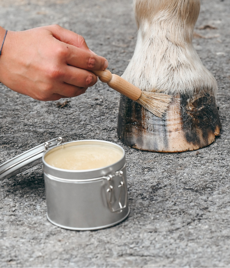 PELOTE ET BALZANE • Box unité24